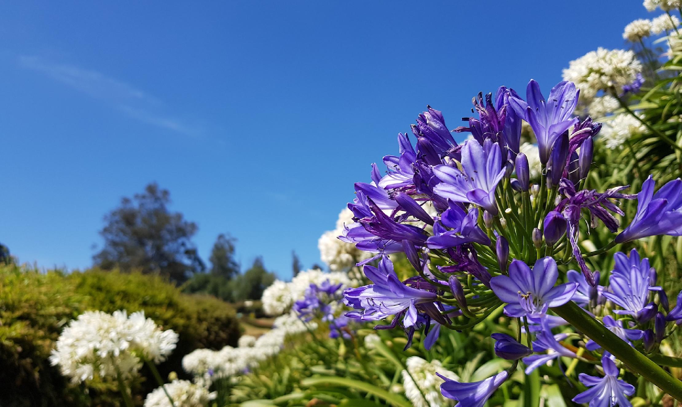 Garden - purple flowers against blue sky